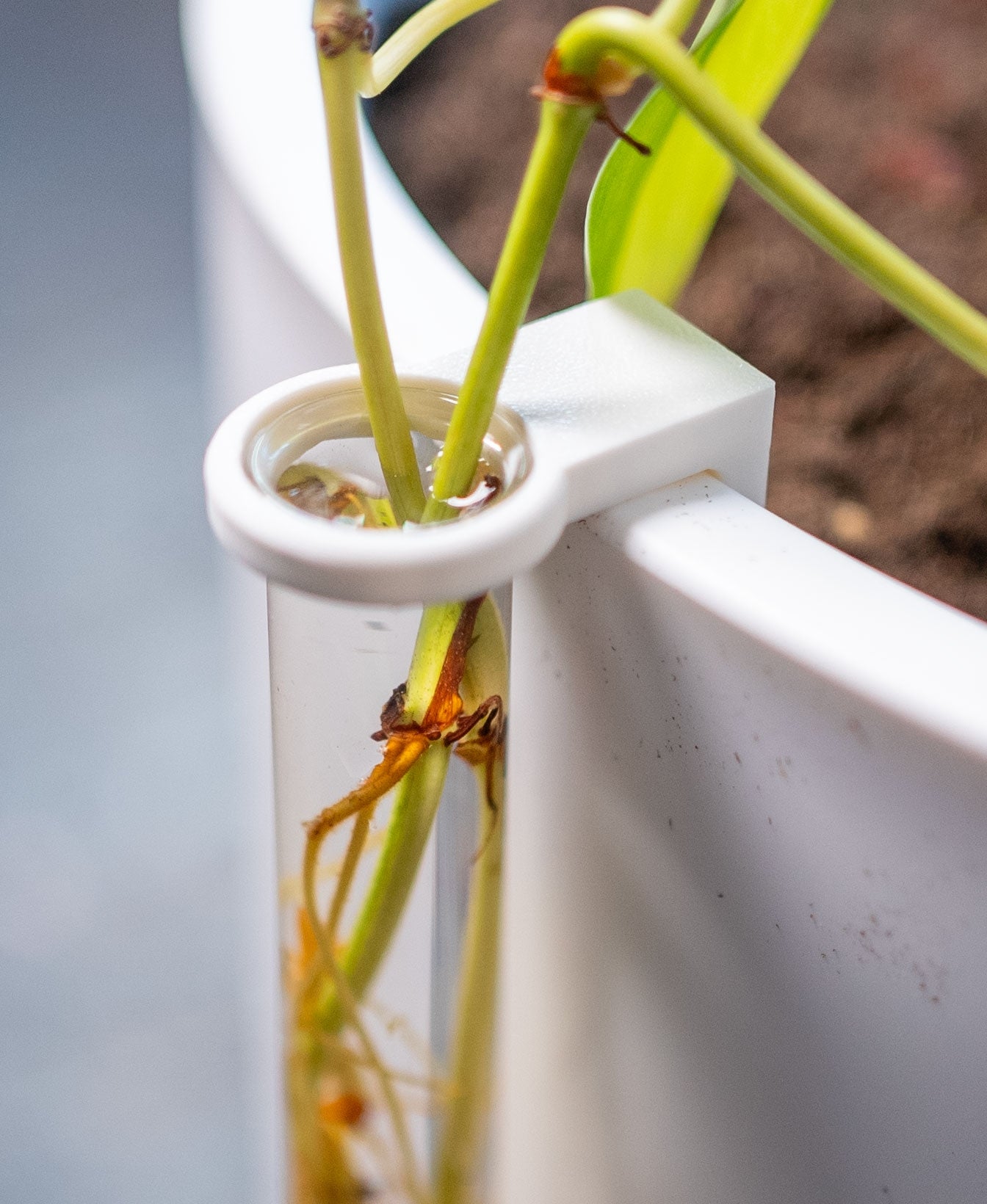 Tuteur de propagation